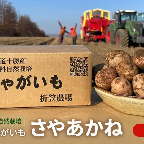 北海道 十勝 幕別 無肥料 メディア出演の農家！自然栽培 希少じゃがいも「さやあかね」15kg［折笠農場］有機JAS【 じゃがいも いも 野菜 大容量 さやあかね 無農薬 国産 オーガニック 品評会 】