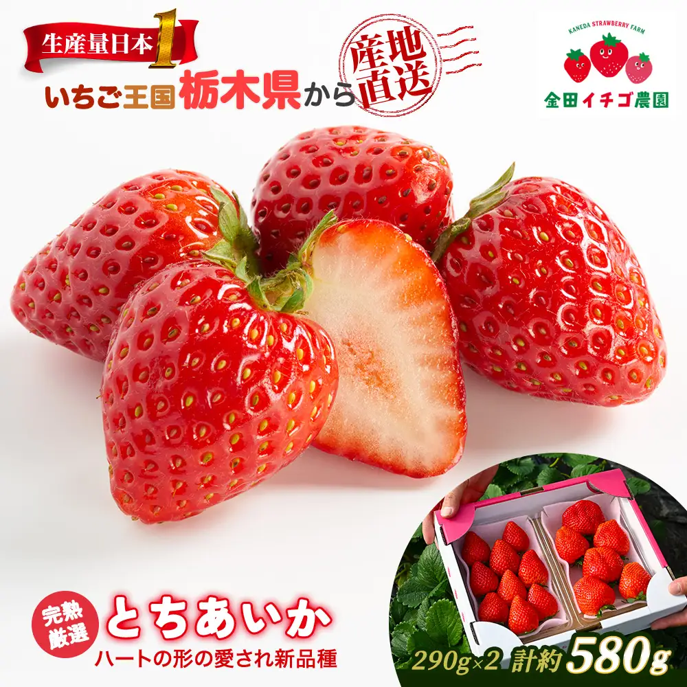 【数量限定】 とちあいか 290g×2パック | いちご 栃木 甘い 糖度 旬 新鮮 フルーツ 果物 アレンジ スイーツ いちごジャム フルーツサンド ※2026年12月～発送