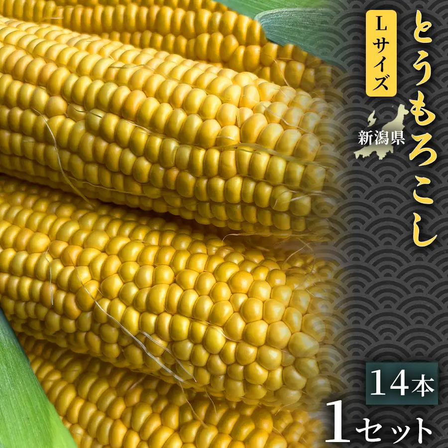 【令和8年産先行予約】朝採れ とうもろこし（14本）Lサイズ 1セット | 津南町 スイートコーン とうもろこし