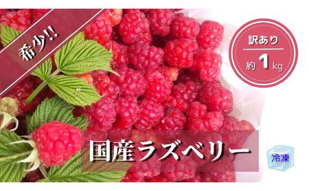 【1kg】冷凍国産ラズベリー 駒ヶ根市 フルーツ 冷凍 ラズベリー 日本産 スムージー 砂糖不使用 無糖