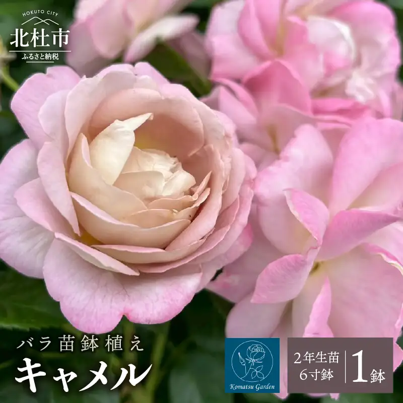 バラ苗鉢植え「キャメル」 [h190]