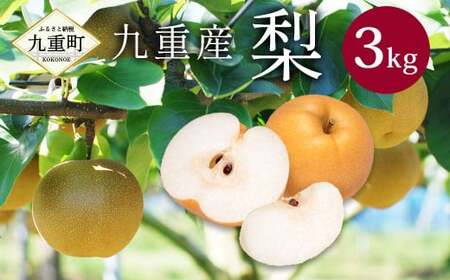 九重産 3L以上 梨 約3kg 梨( 二十世紀 あきづき 王秋 新高 豊水 甘太 のうちいずれか一種類) 【2026年9月上旬から10月上旬発送予定】