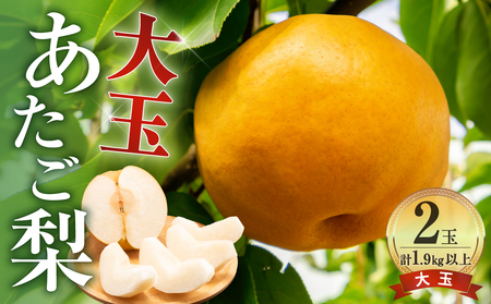 【先行受付】岡山県産 あたご梨 大玉2玉 (1玉950g以上)（令和8年11月中旬～12月中旬頃発送）【梨】