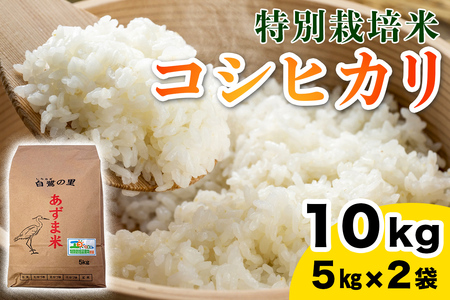 【令和7年産】特別栽培米 コシヒカリ 10kg (5kg×2袋) [1907]