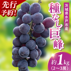 【9月上旬より順次発送】【数量限定】種なし巨峰 約1キロ（2～3房）（MA-2）