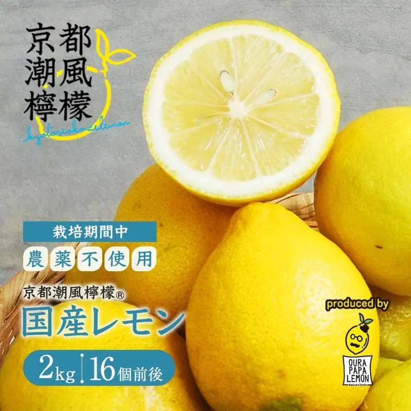 レモン 京都潮風檸檬（R） 2kg（16個前後） 栽培期間中農薬不使用 れもん