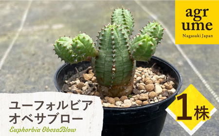 Euphorbia ObesaBlow　ユーフォルビア オベサブロー 1株　アグリューム／長与町[EAI303]