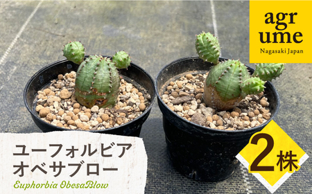 Euphorbia ObesaBlow　ユーフォルビア オベサブロー 2株　アグリューム／長与町[EAI304]