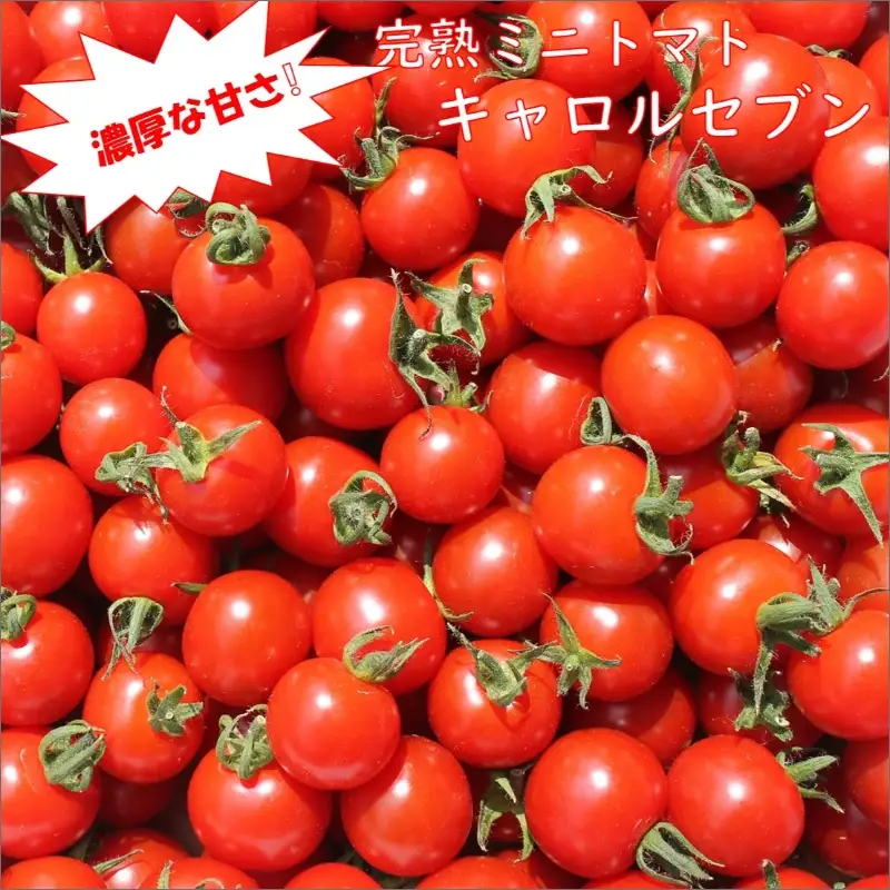 【0138-3】完熟ミニトマト「キャロルセブン」《先行予約》2027年2月より順次発送予定