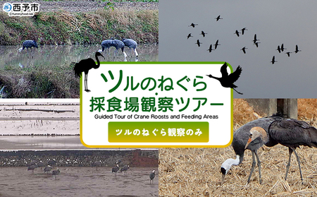 ＜ツルのねぐら・採食場観察ツアー（ツルのねぐら観察のみ）＞ つる ツル 鶴 鳥 野鳥 貴重 体験 観察 ツアー ねぐら ネグラ ねぐら観察 ねぐら入り ねぐら立ち ナベヅル 鍋鶴 マナヅル 真鶴 真名鶴 野鳥観察 採食場 西予市観光物産協会 愛媛県 西予市 USB0011