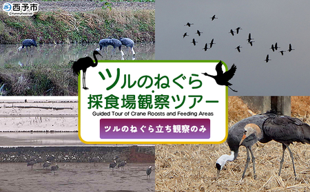 ＜ツルのねぐら・採食場観察ツアー（ツルのねぐら立ち観察のみ）＞ つる ツル 鶴 鳥 野鳥 貴重 体験 観察 ツアー ねぐら ネグラ ねぐら観察 ねぐら入り ねぐら立ち ナベヅル 鍋鶴 マナヅル 真鶴 真名鶴 野鳥観察 採食場 西予市観光物産協会 愛媛県 西予市 USB0013