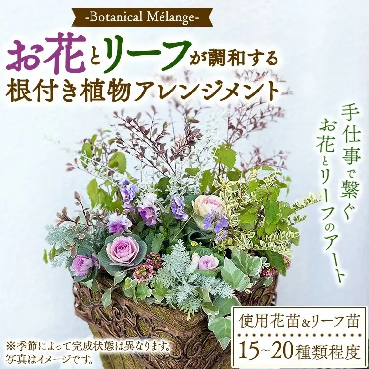 Botanical Mélange ～お花とリーフが調和する根付き植物アレンジメント～ ※2026年11月～発送