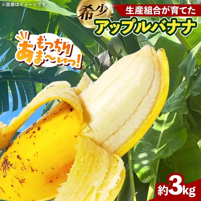 熱帯果樹生産組合のアップルバナナ 約3kg - バナナ ばなな 小ぶり 沖縄県 産地直送 果物 フルーツ 南国 朝食 おすすめ 沖縄県 八重瀬町