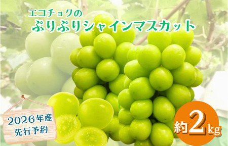 ぷりぷりシャインマスカット２kg