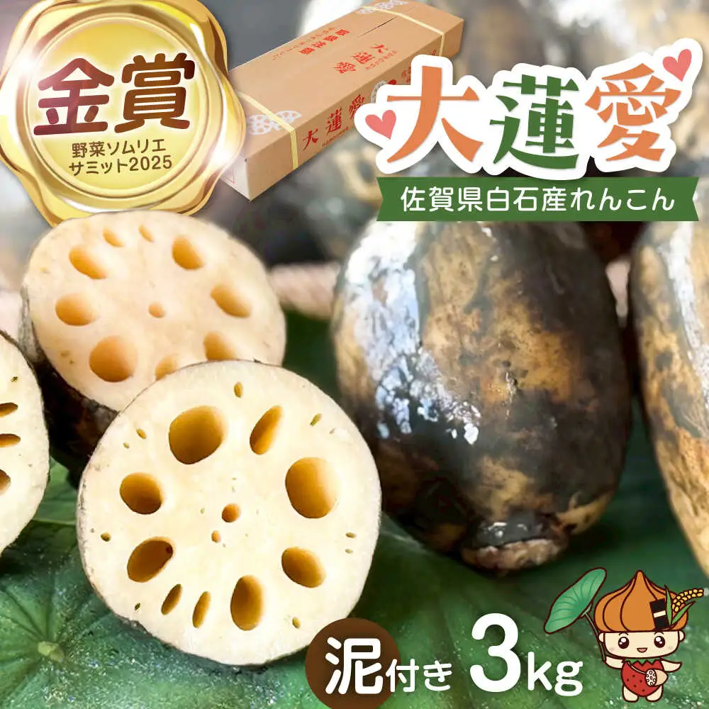 泥付きれんこん 大蓮愛 3kg 池上ファーム れんこん 先行予約 2026年11月～発送  [IDN001]