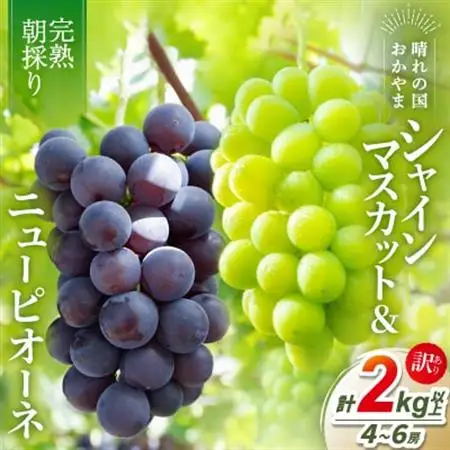 2026年発送【完熟朝採り】訳あり シャインマスカット＆ニューピオーネ 合計2.0kg以上【配送不可地域：離島】【1709872】