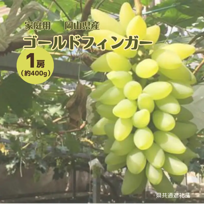 ご家庭用 ゴールドフィンガー 1房 約400g【先行予約 2026年8月中旬から順次発送】