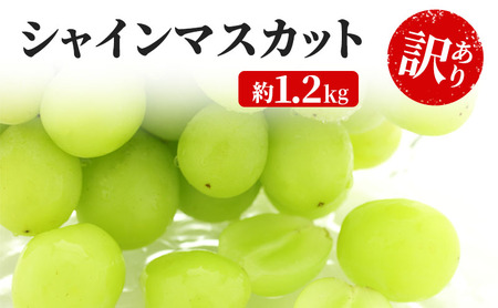 訳あり シャインマスカット 約1.2kg 粒 YANAGISAWA ぶどう 長野 マスカット ブドウ フルーツ 果物 シャイン 果物類 