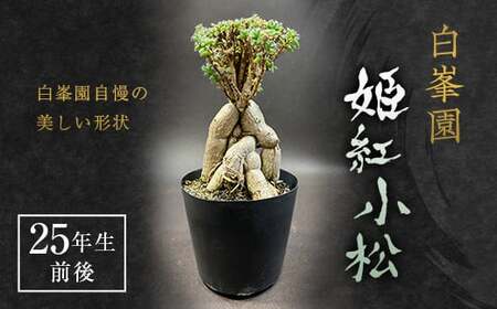 姫紅小松 25年生前後 【白峯園】 塊根植物 F21J-115