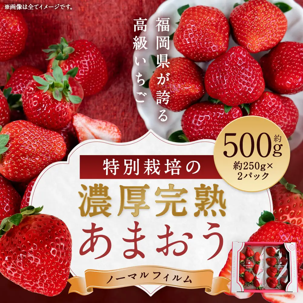 特別栽培の濃厚完熟あまおう 約500g 約250g×2パック【2026年12月上旬～4月下旬まで発送予定】 苺 いちご あまおう 果物 フルーツ 福岡県