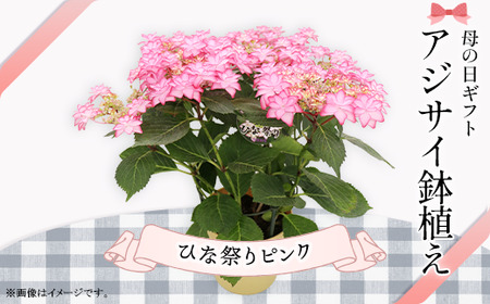 アジサイ 鉢植え ひな祭りピンク (品種：ひな祭りピンク) 母の日 感謝 プレゼント 737【長谷川園芸】