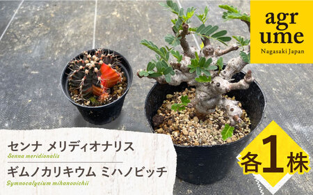 センナ メリディオナリス ＆amp; ギムノカリキウム ミハノビッチ 各1株 Senna meridionalis ＆amp; Gymnocalycium mihanovichii 長与町/アグリューム[EAI239]