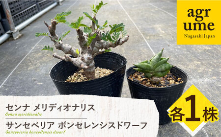 センナ メリディオナリス ＆サンセベリア ボンセレンシスドワーフ 各1株 Senna meridionalis ＆sansevieria boncellensis dwarf&nbsp;長与町/アグリューム[EAI240]
