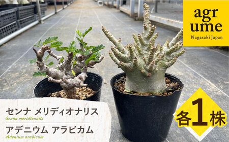 センナ メリディオナリス ＆ アデニウム アラビカム 各1株 Senna meridionalis ＆ Adenium arabicum長与町/アグリューム[EAI246]
