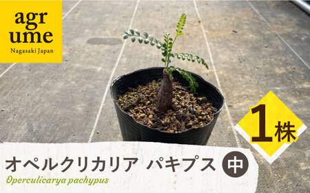 Operculicarya pachypus　オペルクリカリア パキプス（中）1株 長与町/アグリューム[EAI308]