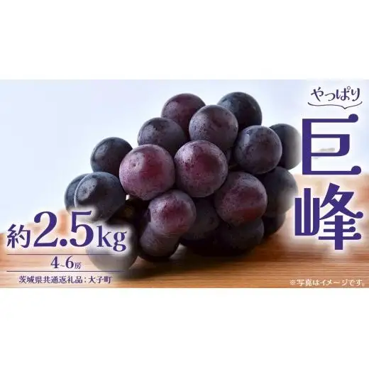 巨峰 2.5kg (4～6房)【2026年8月下旬発送開始】(茨城県共通返礼品：大子町)