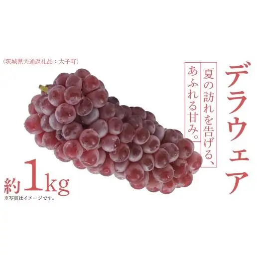 デラウェア 1kg 【 2026年6月発送開始 】 (茨城県共通返礼品：大子町)