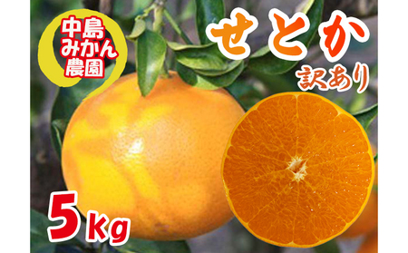 【2027年3月頃から順次発送】 せとか 訳あり 5kg ｜ セトカ みかん 蜜柑 柑橘 高級 わけあり 訳あり 甘い みかん 柑橘 愛媛 糖度 せとか 愛媛三大柑橘（ 紅まどんな せとか 甘平 ） 愛媛 松山 中島みかん農園【NM032】