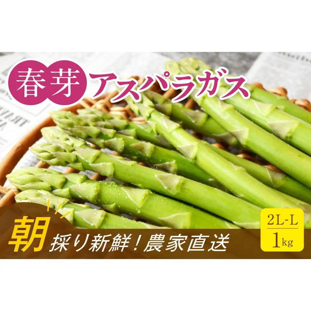 【朝採り直送】春芽アスパラガス 1kg (2L-Lサイズ) 福岡県産 2027年
