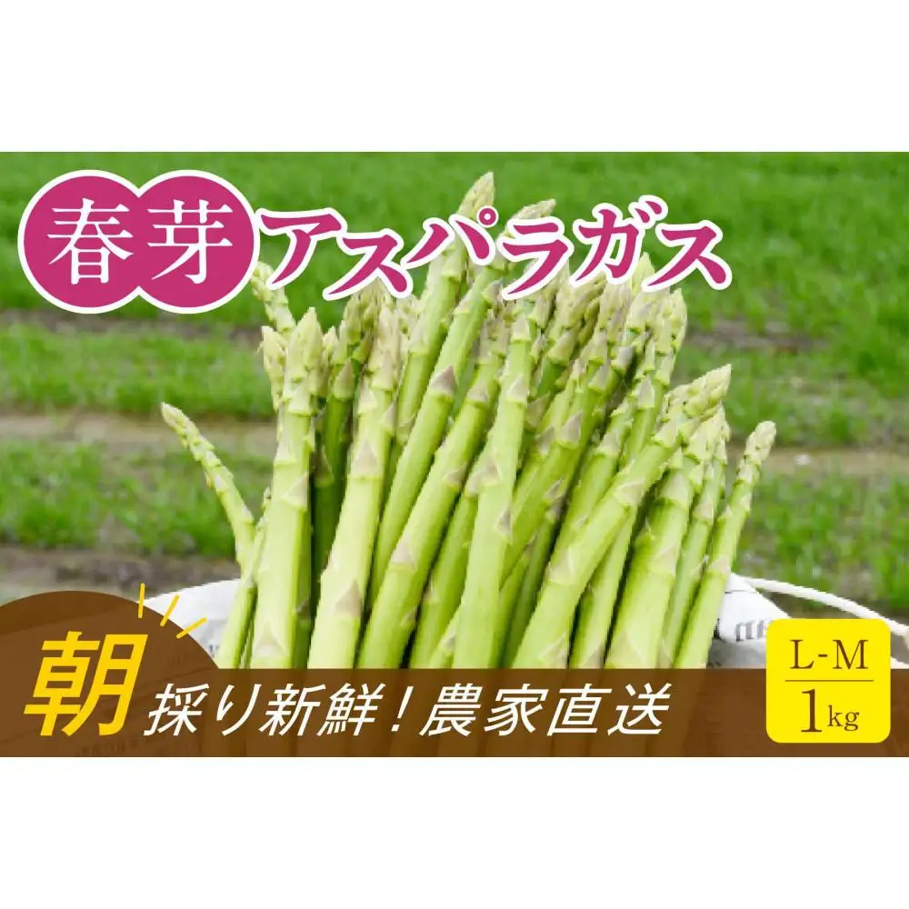 【朝採り直送】春芽アスパラガス 1kg (L-Mサイズ) 福岡県産 2027年