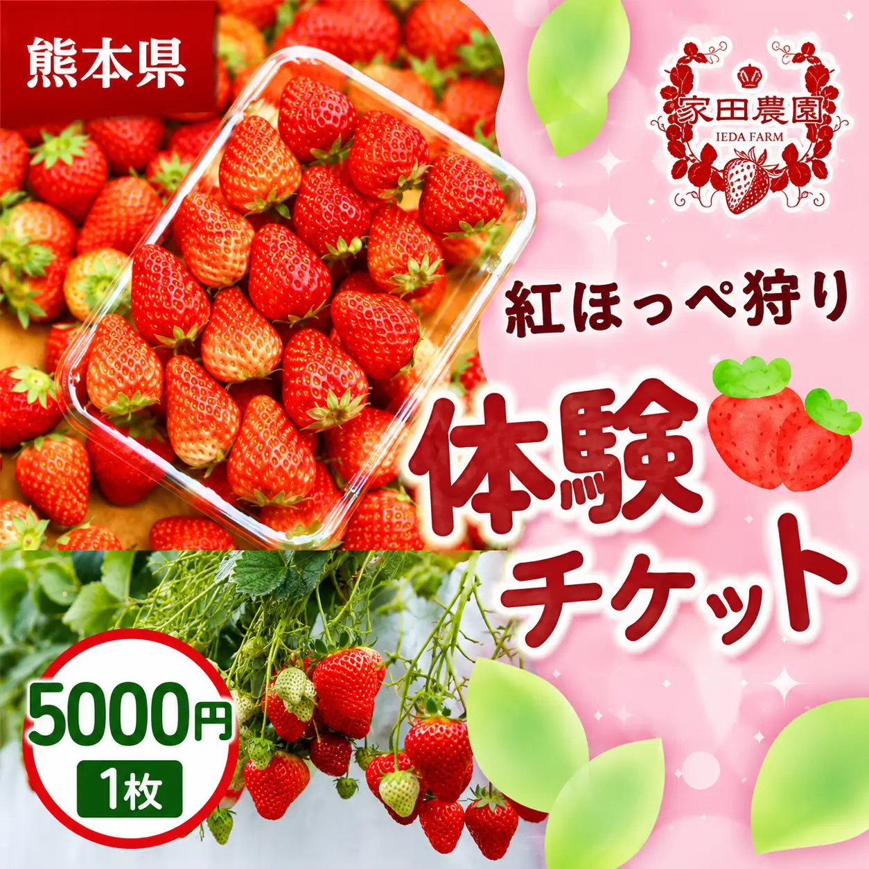 いちご狩り体験割引券 紅ほっぺ狩り体験チケット 5,000円×1枚  1セット
