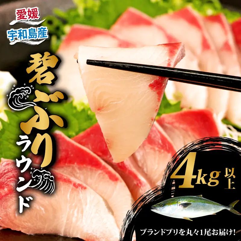 鰤 ぶり ブリ 碧ぶり 活締め ラウンド 4kg 南予ビージョイ 冷蔵 活〆 丸々 1尾 buri 碧鰤 ブランド 養殖ぶり 養殖鰤 鰤しゃぶ ぶりしゃぶ お刺身 さしみ 刺身 刺し身 たたき 漬け丼 漬丼 海鮮丼 寿司 ネタ お寿司 鍋 国産 愛媛 宇和島 D038-150025