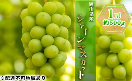 ぶどう 2026年 先行予約 シャイン マスカット 1房 約500g ブドウ 葡萄  岡山県産 国産 フルーツ 果物 ギフト