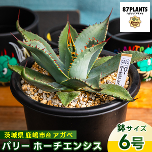 鹿嶋市産 実生アガベ・パリー ホーチエンシス（吉祥天）6号鉢【アガベ パリー ホーチエンシス 多肉植物 鉢 茨城県 鹿嶋市 】（KCP-17-b）