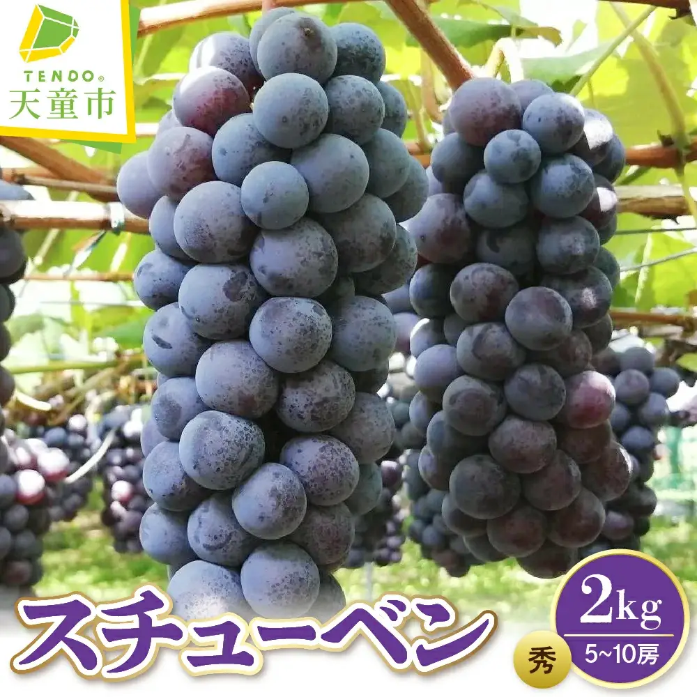 ぶどう スチューベン 2kg フルーツ 果物 山形 天童 ブドウ