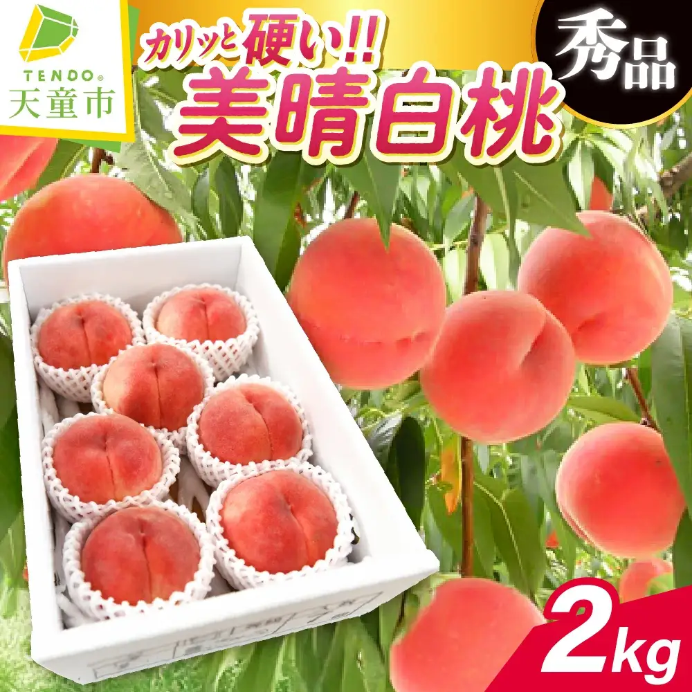 硬い !! もも 美晴白桃 2kg フルーツ 果物 山形 桃