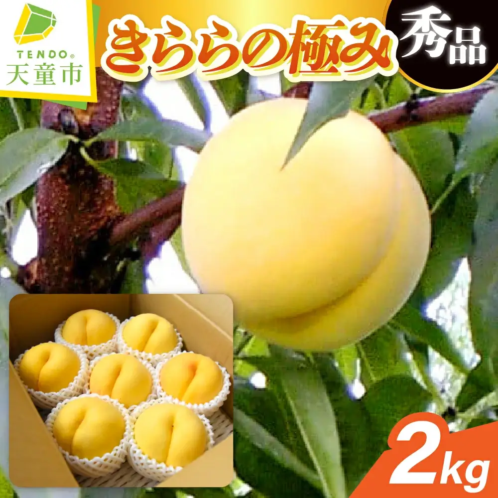 もも きららの極み 2kg フルーツ 果物 山形 黄桃 モモ