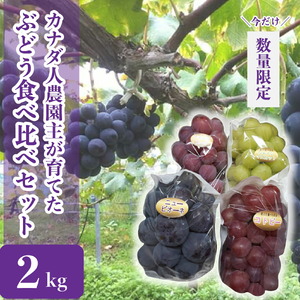 ぶどう食べ比べセット 約2kg【先行予約・数量限定】カナダ人農園主 ぶどう ブドウ 葡萄 マスカット ピオーネ フルーツ 果物 くだもの 産地直送 世羅 ラピアビンヤード【2026年9月下旬以降順次発送】 A021-08