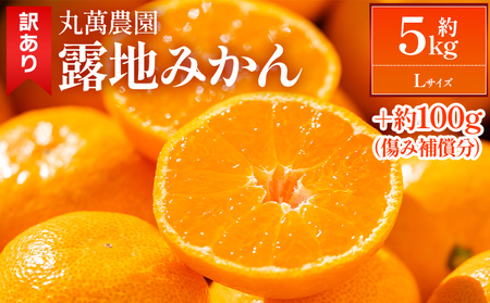 【2026年出荷分】露地みかん(Lサイズ) 5kg 家庭用 丸萬農園 みかん mn-0015