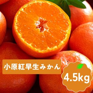 小原紅早生みかん　サイズS～L　約4.5kg【予約受付中！令和8年11月中旬頃より発送！】【B-59】