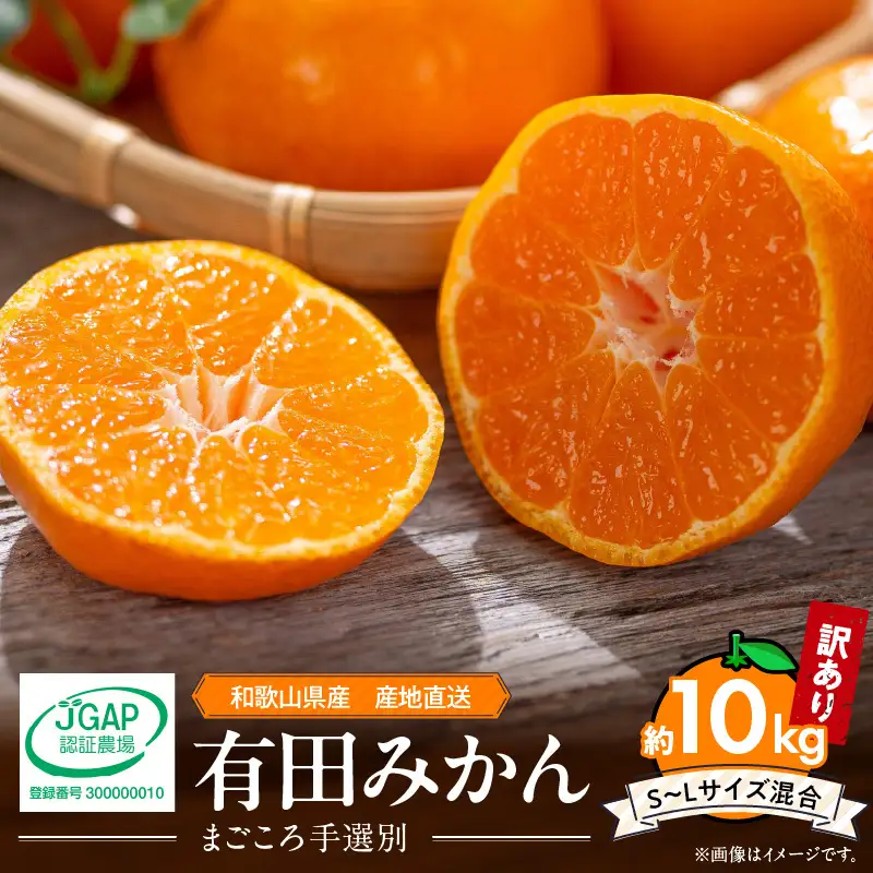 【2026年先行予約】【家庭用】 和歌山県産　有田みかん 約10kg (S～Lサイズ混合)【まごころ手選別】_ZE6424