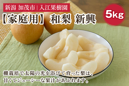 【2026年先行予約】【家庭用】和梨 新興 5kg（7～10玉）《10月中旬～順次出荷》 しんこうなし 果物 フルーツ ナシ 新潟産 加茂市 入江果樹園 