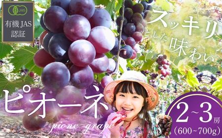 ぶどう 【先行予約】 ぶどうの房 2～3房（600～700g）[2026年産] 