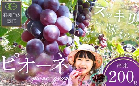 ぶどう 【先行予約】 冷凍 ぶどう 200g  2026年産 