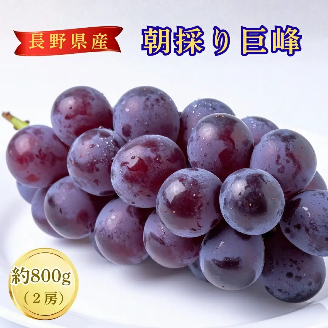 【2026年先行予約】朝採り 巨峰 約800g | 巨峰