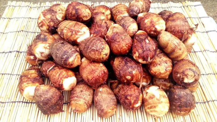 【先行予約】甲斐市産 八幡芋 Lサイズ 1.0kg  里芋 いも ミクニ農園